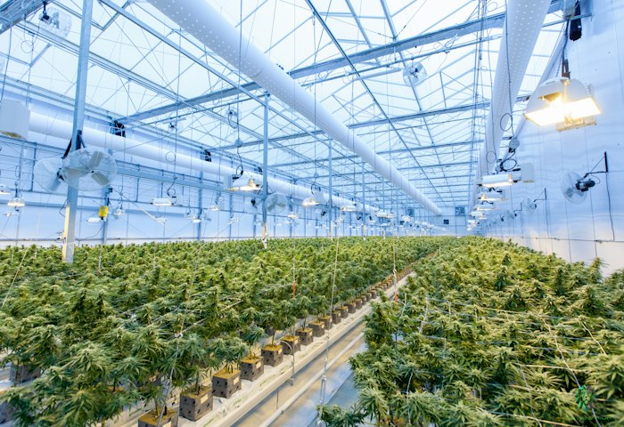 Cannabispflanzen wachsen in einem großen Gewächshaus