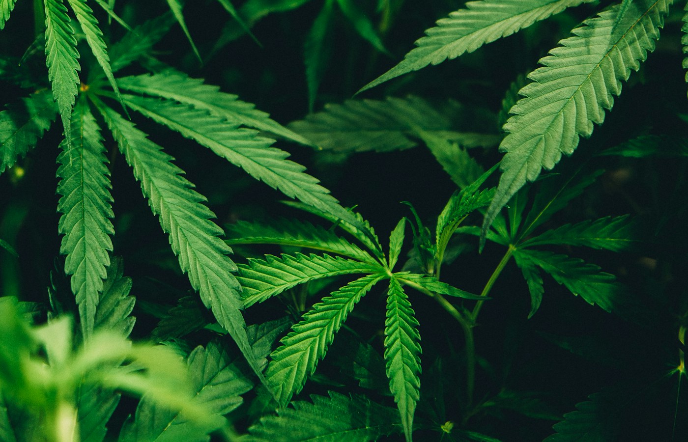 Detailaufnahme grüner Cannabisblätter